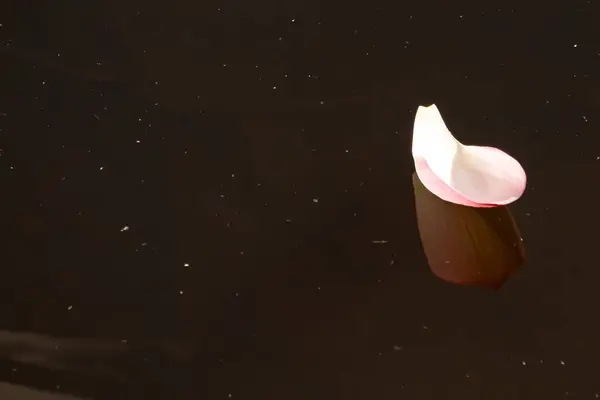 Bu, suyun üzerinde yüzen bir çiçek yaprağının huzurlu bir görüntüsü. Kahverengi su çok sakin görünüyor. Pembe Corolla 'nın görüntüsü yüzerken güzel bir yansıma oluşturuyor..