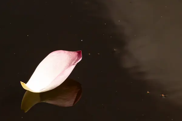 Bu, suyun üzerinde yüzen bir çiçek yaprağının huzurlu bir görüntüsü. Kahverengi su çok sakin görünüyor. Pembe Corolla 'nın görüntüsü yüzerken güzel bir yansıma oluşturuyor..