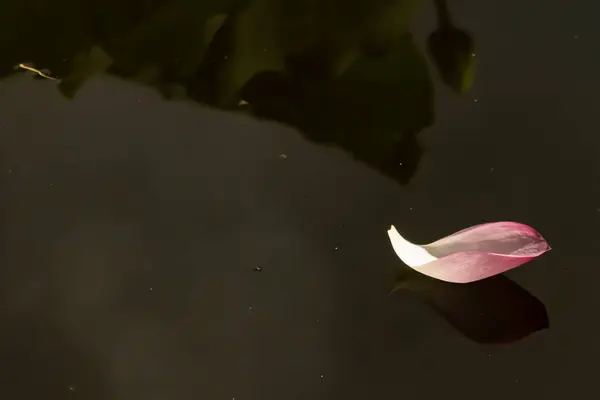 Bu, suyun üzerinde yüzen bir çiçek yaprağının huzurlu bir görüntüsü. Kahverengi su çok sakin görünüyor. Pembe Corolla 'nın görüntüsü yüzerken güzel bir yansıma oluşturuyor..