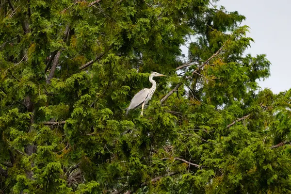 Büyük mavi balıkçıl bu ağacın dallarından dışarı bakıyor. Bu yırtıcının etrafında yeşil yapraklar var ve balıklara dikkat ediyor. Uzun gagası kepçelemek için yapılmış. Ayaklıklar suyun içinde durmak için..
