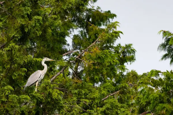 Büyük mavi balıkçıl bu ağacın dallarından dışarı bakıyor. Bu yırtıcının etrafında yeşil yapraklar var ve balıklara dikkat ediyor. Uzun gagası kepçelemek için yapılmış. Ayaklıklar suyun içinde durmak için..