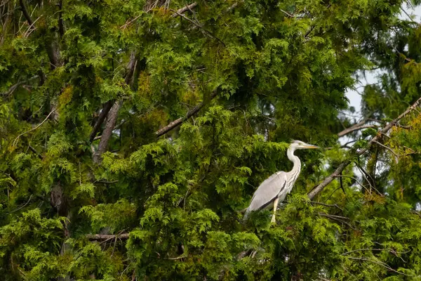 Büyük mavi balıkçıl bu ağacın dallarından dışarı bakıyor. Bu yırtıcının etrafında yeşil yapraklar var ve balıklara dikkat ediyor. Uzun gagası kepçelemek için yapılmış. Ayaklıklar suyun içinde durmak için..