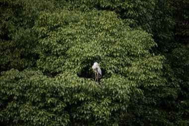 Büyük mavi balıkçıl bu ağacın dallarından dışarı bakıyor. Bu yırtıcının etrafında yeşil yapraklar var ve balıklara dikkat ediyor. Uzun gagası kepçelemek için yapılmış. Ayaklıklar suyun içinde durmak için..