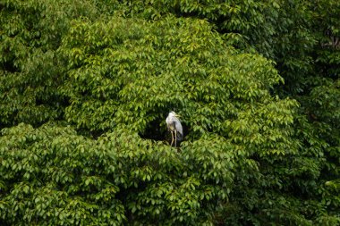 Büyük mavi balıkçıl bu ağacın dallarından dışarı bakıyor. Bu yırtıcının etrafında yeşil yapraklar var ve balıklara dikkat ediyor. Uzun gagası kepçelemek için yapılmış. Ayaklıklar suyun içinde durmak için..