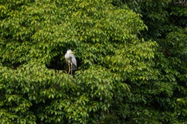 Büyük mavi balıkçıl bu ağacın dallarından dışarı bakıyor. Bu yırtıcının etrafında yeşil yapraklar var ve balıklara dikkat ediyor. Uzun gagası kepçelemek için yapılmış. Ayaklıklar suyun içinde durmak için..