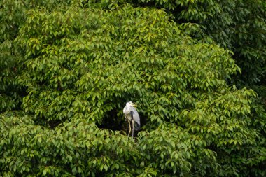 Büyük mavi balıkçıl bu ağacın dallarından dışarı bakıyor. Bu yırtıcının etrafında yeşil yapraklar var ve balıklara dikkat ediyor. Uzun gagası kepçelemek için yapılmış. Ayaklıklar suyun içinde durmak için..