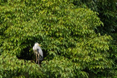 Büyük mavi balıkçıl bu ağacın dallarından dışarı bakıyor. Bu yırtıcının etrafında yeşil yapraklar var ve balıklara dikkat ediyor. Uzun gagası kepçelemek için yapılmış. Ayaklıklar suyun içinde durmak için..
