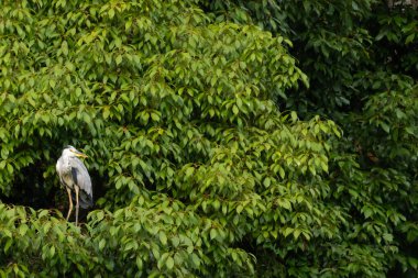 Büyük mavi balıkçıl bu ağacın dallarından dışarı bakıyor. Bu yırtıcının etrafında yeşil yapraklar var ve balıklara dikkat ediyor. Uzun gagası kepçelemek için yapılmış. Ayaklıklar suyun içinde durmak için..