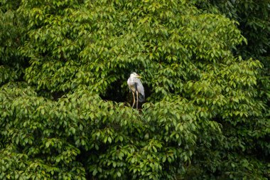 Büyük mavi balıkçıl bu ağacın dallarından dışarı bakıyor. Bu yırtıcının etrafında yeşil yapraklar var ve balıklara dikkat ediyor. Uzun gagası kepçelemek için yapılmış. Ayaklıklar suyun içinde durmak için..
