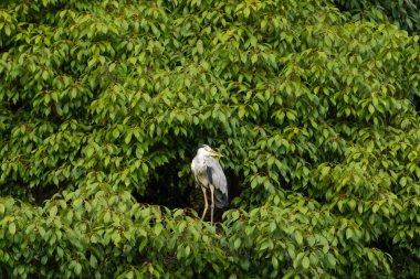 Büyük mavi balıkçıl bu ağacın dallarından dışarı bakıyor. Bu yırtıcının etrafında yeşil yapraklar var ve balıklara dikkat ediyor. Uzun gagası kepçelemek için yapılmış. Ayaklıklar suyun içinde durmak için..