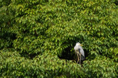 Büyük mavi balıkçıl bu ağacın dallarından dışarı bakıyor. Bu yırtıcının etrafında yeşil yapraklar var ve balıklara dikkat ediyor. Uzun gagası kepçelemek için yapılmış. Ayaklıklar suyun içinde durmak için..
