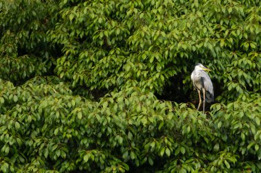 Büyük mavi balıkçıl bu ağacın dallarından dışarı bakıyor. Bu yırtıcının etrafında yeşil yapraklar var ve balıklara dikkat ediyor. Uzun gagası kepçelemek için yapılmış. Ayaklıklar suyun içinde durmak için..