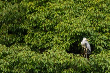 Büyük mavi balıkçıl bu ağacın dallarından dışarı bakıyor. Bu yırtıcının etrafında yeşil yapraklar var ve balıklara dikkat ediyor. Uzun gagası kepçelemek için yapılmış. Ayaklıklar suyun içinde durmak için..