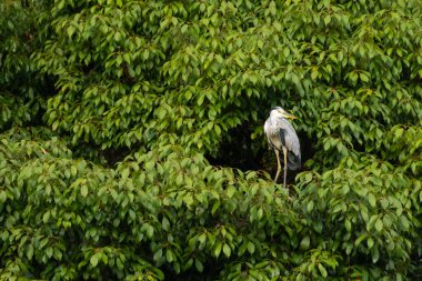 Büyük mavi balıkçıl bu ağacın dallarından dışarı bakıyor. Bu yırtıcının etrafında yeşil yapraklar var ve balıklara dikkat ediyor. Uzun gagası kepçelemek için yapılmış. Ayaklıklar suyun içinde durmak için..