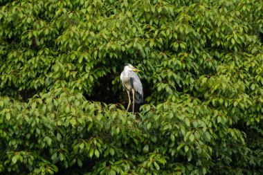 Büyük mavi balıkçıl bu ağacın dallarından dışarı bakıyor. Bu yırtıcının etrafında yeşil yapraklar var ve balıklara dikkat ediyor. Uzun gagası kepçelemek için yapılmış. Ayaklıklar suyun içinde durmak için..