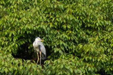 Büyük mavi balıkçıl bu ağacın dallarından dışarı bakıyor. Bu yırtıcının etrafında yeşil yapraklar var ve balıklara dikkat ediyor. Uzun gagası kepçelemek için yapılmış. Ayaklıklar suyun içinde durmak için..