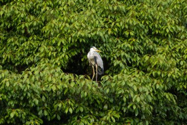 Büyük mavi balıkçıl bu ağacın dallarından dışarı bakıyor. Bu yırtıcının etrafında yeşil yapraklar var ve balıklara dikkat ediyor. Uzun gagası kepçelemek için yapılmış. Ayaklıklar suyun içinde durmak için..