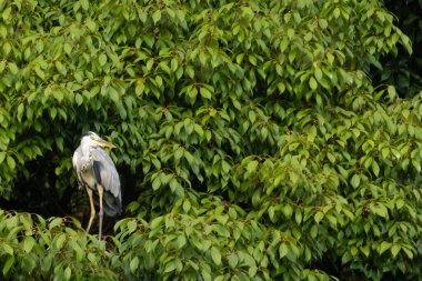 Büyük mavi balıkçıl bu ağacın dallarından dışarı bakıyor. Bu yırtıcının etrafında yeşil yapraklar var ve balıklara dikkat ediyor. Uzun gagası kepçelemek için yapılmış. Ayaklıklar suyun içinde durmak için..