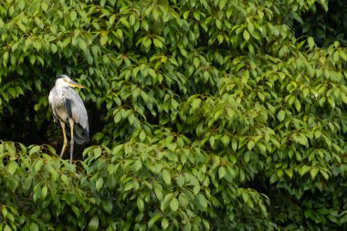 Büyük mavi balıkçıl bu ağacın dallarından dışarı bakıyor. Bu yırtıcının etrafında yeşil yapraklar var ve balıklara dikkat ediyor. Uzun gagası kepçelemek için yapılmış. Ayaklıklar suyun içinde durmak için..