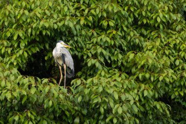 Büyük mavi balıkçıl bu ağacın dallarından dışarı bakıyor. Bu yırtıcının etrafında yeşil yapraklar var ve balıklara dikkat ediyor. Uzun gagası kepçelemek için yapılmış. Ayaklıklar suyun içinde durmak için..