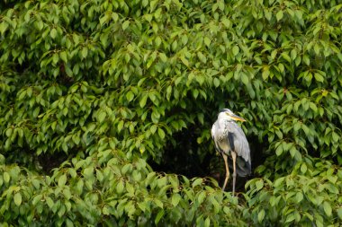 Büyük mavi balıkçıl bu ağacın dallarından dışarı bakıyor. Bu yırtıcının etrafında yeşil yapraklar var ve balıklara dikkat ediyor. Uzun gagası kepçelemek için yapılmış. Ayaklıklar suyun içinde durmak için..