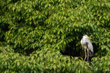 Büyük mavi balıkçıl bu ağacın dallarından dışarı bakıyor. Bu yırtıcının etrafında yeşil yapraklar var ve balıklara dikkat ediyor. Uzun gagası kepçelemek için yapılmış. Ayaklıklar suyun içinde durmak için..