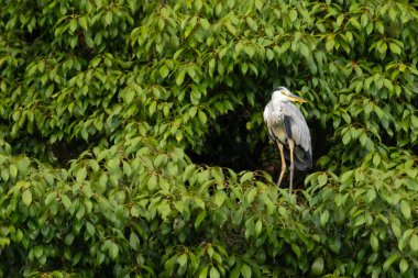 Büyük mavi balıkçıl bu ağacın dallarından dışarı bakıyor. Bu yırtıcının etrafında yeşil yapraklar var ve balıklara dikkat ediyor. Uzun gagası kepçelemek için yapılmış. Ayaklıklar suyun içinde durmak için..