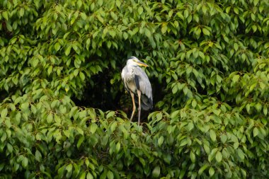 Büyük mavi balıkçıl bu ağacın dallarından dışarı bakıyor. Bu yırtıcının etrafında yeşil yapraklar var ve balıklara dikkat ediyor. Uzun gagası kepçelemek için yapılmış. Ayaklıklar suyun içinde durmak için..
