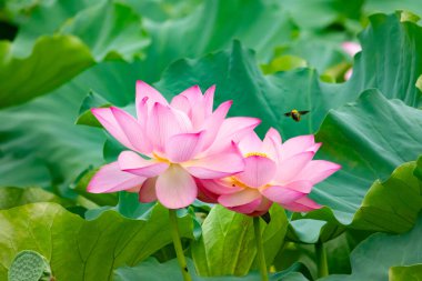 Güzel Hint lotusu çiçeği. Yapraklar pembenin tonlarıyla çok güzel görünüyor. Sarı merkez hemen görülebilir. Büyük yeşil yapraklar her yerde. Küçük bir arı uçarken görülebilir.