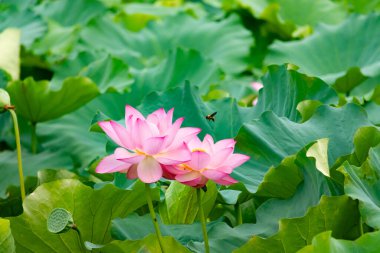 Güzel Hint lotusu çiçeği. Yapraklar pembenin tonlarıyla çok güzel görünüyor. Sarı merkez hemen görülebilir. Büyük yeşil yapraklar her yerde. Küçük bir arı uçarken görülebilir.