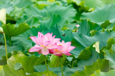 Güzel Hint lotusu çiçeği. Yapraklar pembenin tonlarıyla çok güzel görünüyor. Sarı merkez hemen görülebilir. Büyük yeşil yapraklar her yerde. Küçük bir arı uçarken görülebilir.