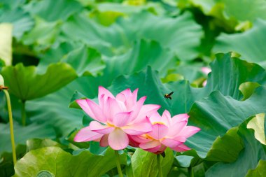 Güzel Hint lotusu çiçeği. Yapraklar pembenin tonlarıyla çok güzel görünüyor. Sarı merkez hemen görülebilir. Büyük yeşil yapraklar her yerde. Küçük bir arı uçarken görülebilir.
