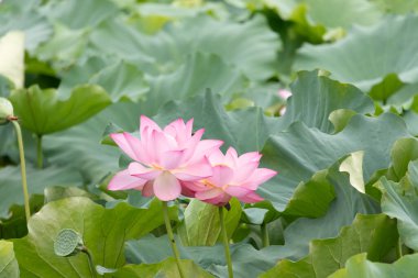 Güzel Hint lotusu çiçeği. Yapraklar pembenin tonlarıyla çok güzel görünüyor. Sarı merkez hemen görülebilir. Büyük yeşil yapraklar her yerde. Küçük bir arı uçarken görülebilir.