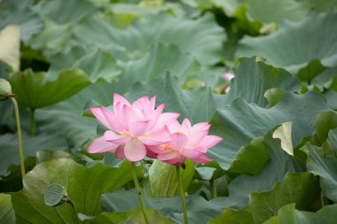 Güzel Hint lotusu çiçeği. Yapraklar pembenin tonlarıyla çok güzel görünüyor. Sarı merkez hemen görülebilir. Büyük yeşil yapraklar her yerde. Küçük bir arı uçarken görülebilir.