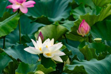 Bu, Hint Lotus bitkisinin güzel çiçeği. Güneşi yakalamak için uzanan güzel beyaz yapraklar. Göze çarpan parlak sarı merkez. Parlak yeşil yapraklar her yerde..