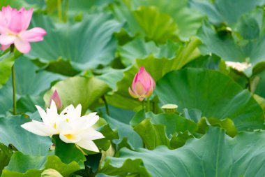 Bu, Hint Lotus bitkisinin güzel çiçeği. Güneşi yakalamak için uzanan güzel beyaz yapraklar. Göze çarpan parlak sarı merkez. Parlak yeşil yapraklar her yerde..