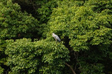 Büyük mavi balıkçıl bu ağacın dallarından dışarı bakıyor. Bu yırtıcının etrafında yeşil yapraklar var ve balıklara dikkat ediyor. Uzun gagası kepçelemek için yapılmış. Ayaklıklar suyun içinde durmak için..