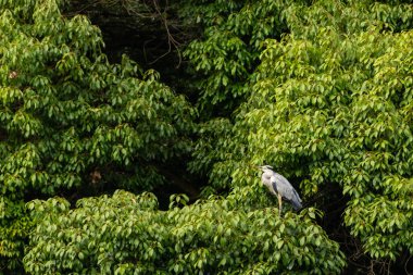 Büyük mavi balıkçıl bu ağacın dallarından dışarı bakıyor. Bu yırtıcının etrafında yeşil yapraklar var ve balıklara dikkat ediyor. Uzun gagası kepçelemek için yapılmış. Ayaklıklar suyun içinde durmak için..