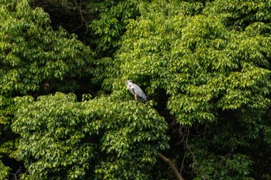 Büyük mavi balıkçıl bu ağacın dallarından dışarı bakıyor. Bu yırtıcının etrafında yeşil yapraklar var ve balıklara dikkat ediyor. Uzun gagası kepçelemek için yapılmış. Ayaklıklar suyun içinde durmak için..