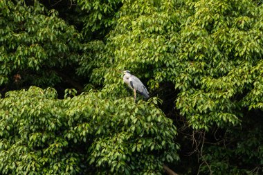 Büyük mavi balıkçıl bu ağacın dallarından dışarı bakıyor. Bu yırtıcının etrafında yeşil yapraklar var ve balıklara dikkat ediyor. Uzun gagası kepçelemek için yapılmış. Ayaklıklar suyun içinde durmak için..