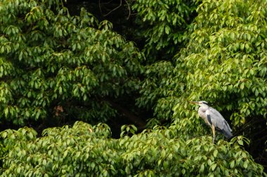 Büyük mavi balıkçıl bu ağacın dallarından dışarı bakıyor. Bu yırtıcının etrafında yeşil yapraklar var ve balıklara dikkat ediyor. Uzun gagası kepçelemek için yapılmış. Ayaklıklar suyun içinde durmak için..