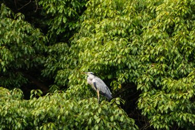 Büyük mavi balıkçıl bu ağacın dallarından dışarı bakıyor. Bu yırtıcının etrafında yeşil yapraklar var ve balıklara dikkat ediyor. Uzun gagası kepçelemek için yapılmış. Ayaklıklar suyun içinde durmak için..