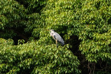 Büyük mavi balıkçıl bu ağacın dallarından dışarı bakıyor. Bu yırtıcının etrafında yeşil yapraklar var ve balıklara dikkat ediyor. Uzun gagası kepçelemek için yapılmış. Ayaklıklar suyun içinde durmak için..