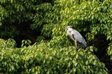 Büyük mavi balıkçıl bu ağacın dallarından dışarı bakıyor. Bu yırtıcının etrafında yeşil yapraklar var ve balıklara dikkat ediyor. Uzun gagası kepçelemek için yapılmış. Ayaklıklar suyun içinde durmak için..