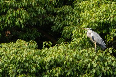 Büyük mavi balıkçıl bu ağacın dallarından dışarı bakıyor. Bu yırtıcının etrafında yeşil yapraklar var ve balıklara dikkat ediyor. Uzun gagası kepçelemek için yapılmış. Ayaklıklar suyun içinde durmak için..
