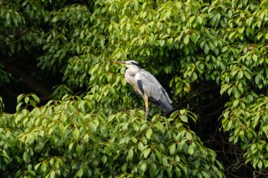 Büyük mavi balıkçıl bu ağacın dallarından dışarı bakıyor. Bu yırtıcının etrafında yeşil yapraklar var ve balıklara dikkat ediyor. Uzun gagası kepçelemek için yapılmış. Ayaklıklar suyun içinde durmak için..