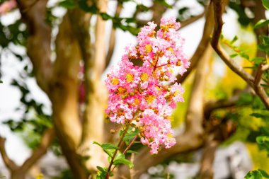 Bu bir Crepe Morgan 'ın güzel çiçekleri. Pembe yapraklar sarı merkezlerle dolu. Bitki parlak renklerle çok güzel görünüyor..