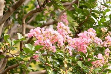 Bu bir Crepe Morgan 'ın güzel çiçekleri. Pembe yapraklar sarı merkezlerle dolu. Bitki parlak renklerle çok güzel görünüyor..