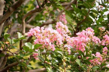 Bu bir Crepe Morgan 'ın güzel çiçekleri. Pembe yapraklar sarı merkezlerle dolu. Bitki parlak renklerle çok güzel görünüyor..