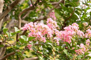Bu bir Crepe Morgan 'ın güzel çiçekleri. Pembe yapraklar sarı merkezlerle dolu. Bitki parlak renklerle çok güzel görünüyor..